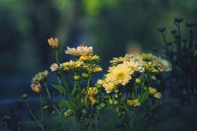 Close-up of yellow flowers blooming outdoors