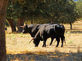 Cow grazing in a forest