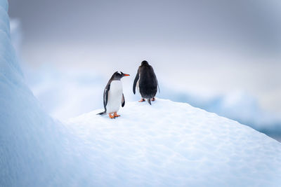 Two gentoo penguins standing on ice floe
