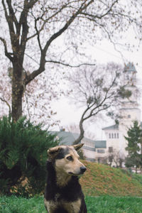 View of a dog on field