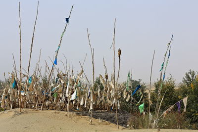 Crops growing on field against sky