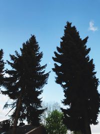 Low angle view of pine tree against clear blue sky