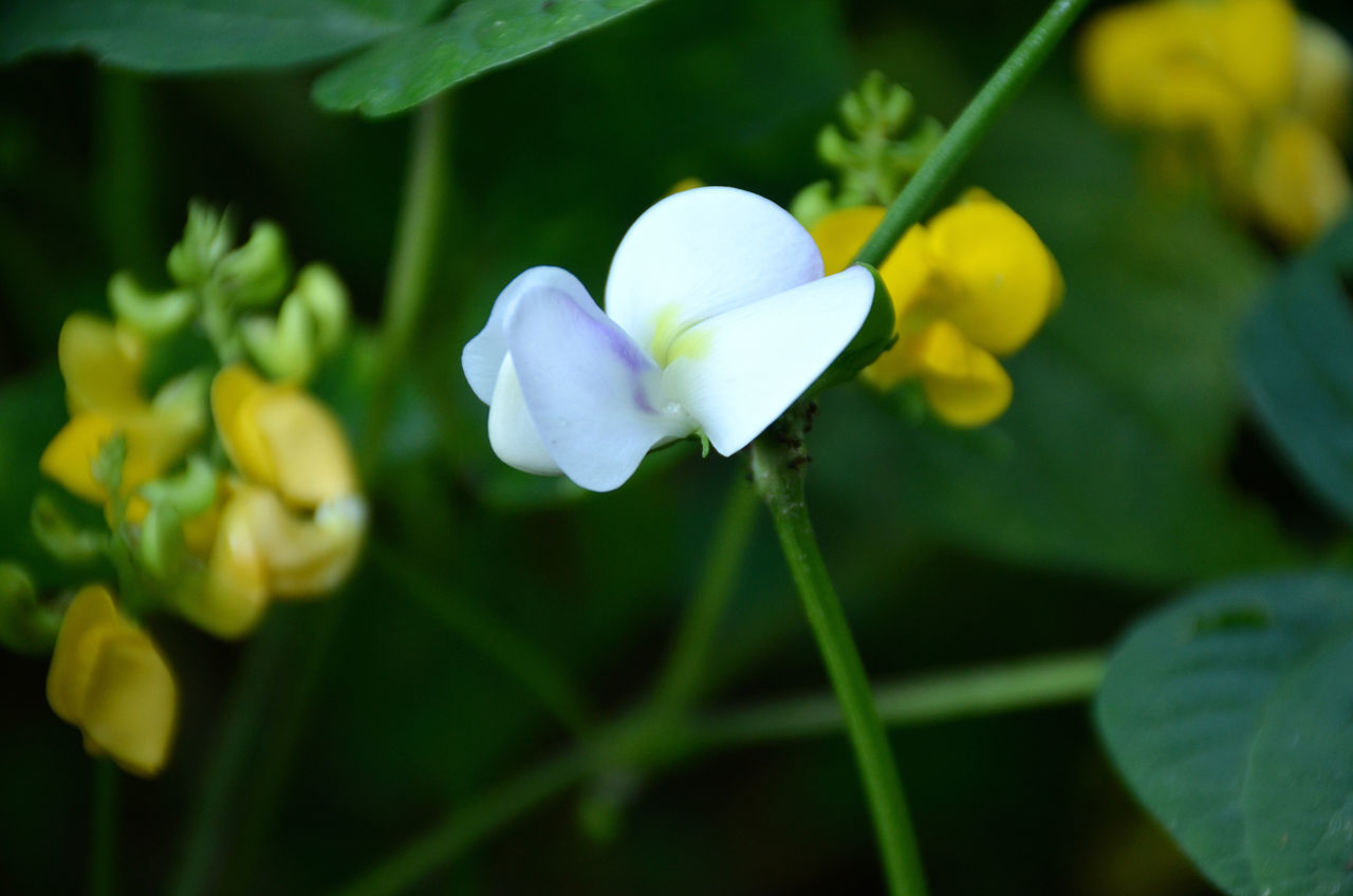 CLOSE-UP OF WHITE FLOWER