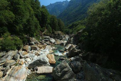 Scenic view of river flowing through rocks in forest