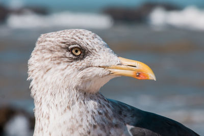 Close-up of seagull