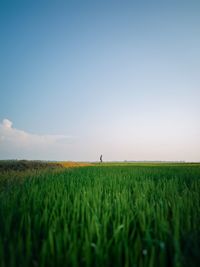 Minimal shot of a kid walking in the field.