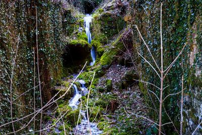 Moss covered trees in forest