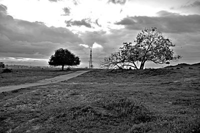 Trees on field against sky