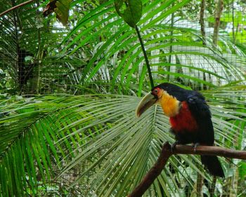 Close-up of parrot perching on tree