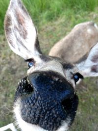 Close-up portrait of a deer