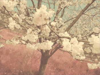 Flowers growing on tree