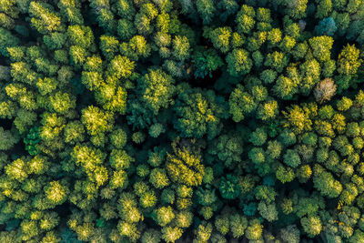 Full frame shot of green leaves