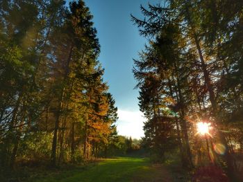 Trees in forest against sky