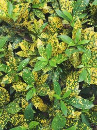 Full frame shot of leaves