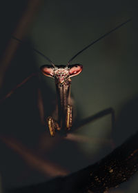 Close-up of insect