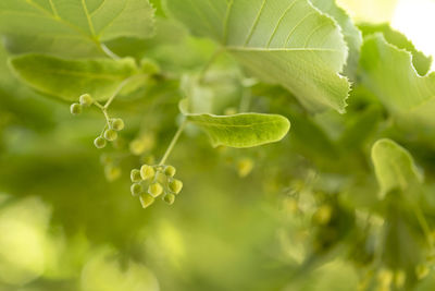 Close up of blooming linden branches during spring time.