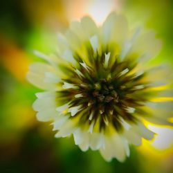 Close-up of yellow flowering plant