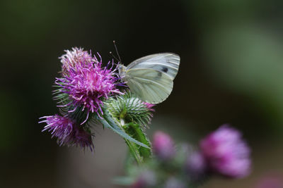 Close-up of purple butterfly on thistle