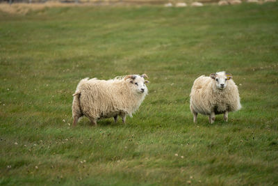 Sheep grazing in a field