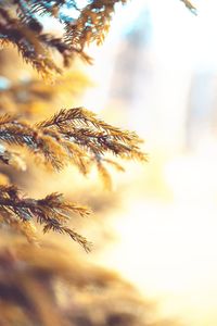 Close-up of plant against sunset sky