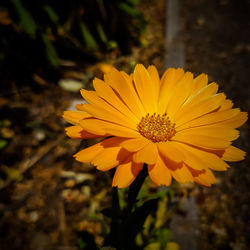 Close-up of orange flowers