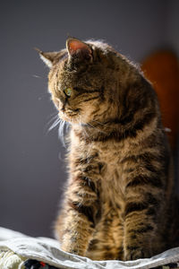 Close-up of a cat looking away