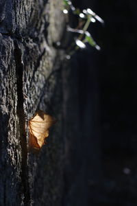 Close-up of dry leaves on tree trunk