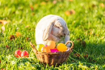 View of bunny and basket on field