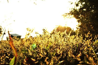 Plants growing on field against sky