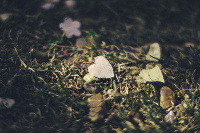 Close-up of leaves on ground