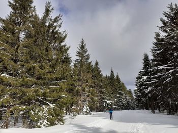 Pine trees on snow covered land against sky