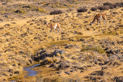 Two guanacos grazing at a watercourse in the pampas of argentina, patagonia, south america