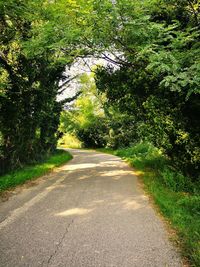 Road amidst trees in forest