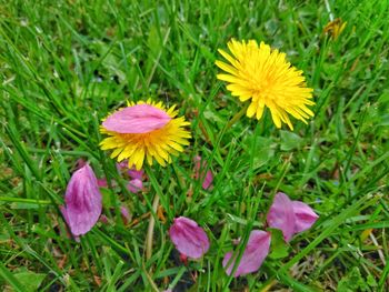 Close-up of fresh pink flowers in field