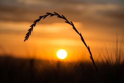 Close-up of silhouette plant growing on field against sky at sunset