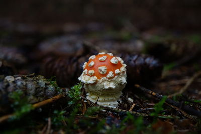 Close-up of fly agaric mushroom