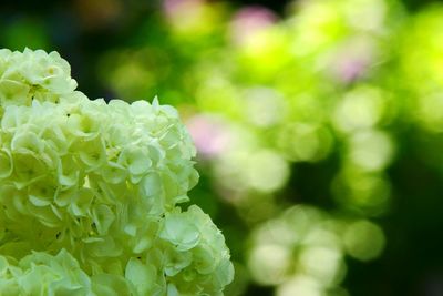 Close-up of white flowers