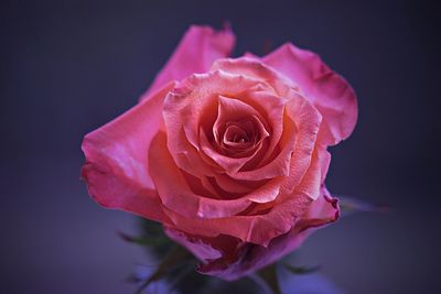 Close-up of coral rose