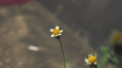 Close-up of yellow flowering plant