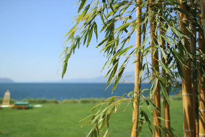 Close-up of palm tree by sea against clear sky