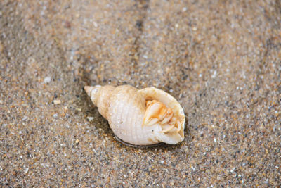 Close-up of seashell on beach