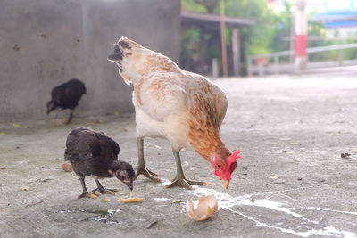 Close-up of birds