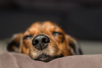 Close-up of dog resting