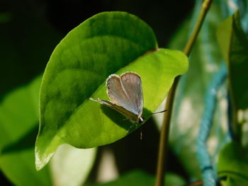 Close-up of butterfly on leaf