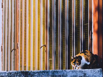 View of a cat catching the sunsunlight with old school looking colours