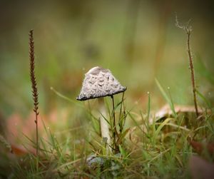 Close-up of mushroom growing on field