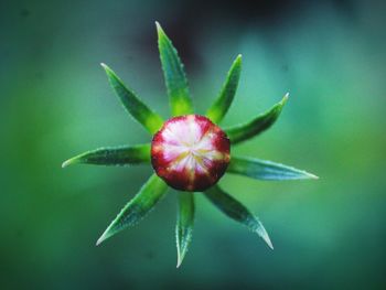 Close-up of red flowering plant