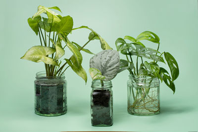 Close-up of plants in jar against white background