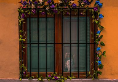 Potted plants on window of building