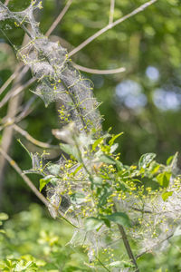 Close-up of frozen plant during winter